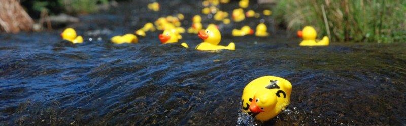 Action Footage of the Stretton Duck Races